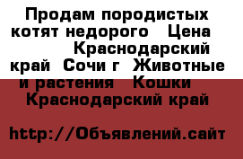 Продам породистых котят недорого › Цена ­ 1 500 - Краснодарский край, Сочи г. Животные и растения » Кошки   . Краснодарский край